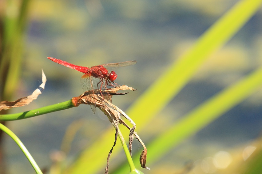 Sympetrum ? No, Crocothemis erythraea